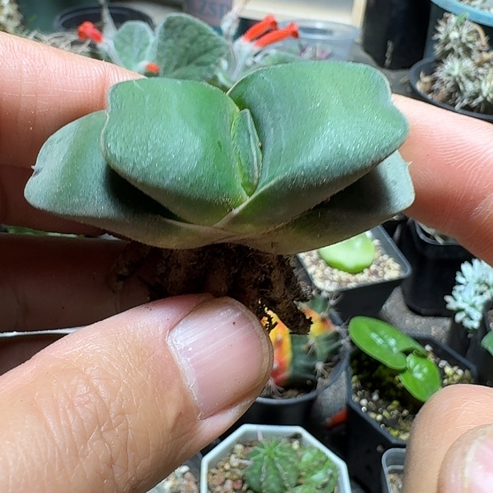 572丸叶恐龙卧牛实生脱土发货