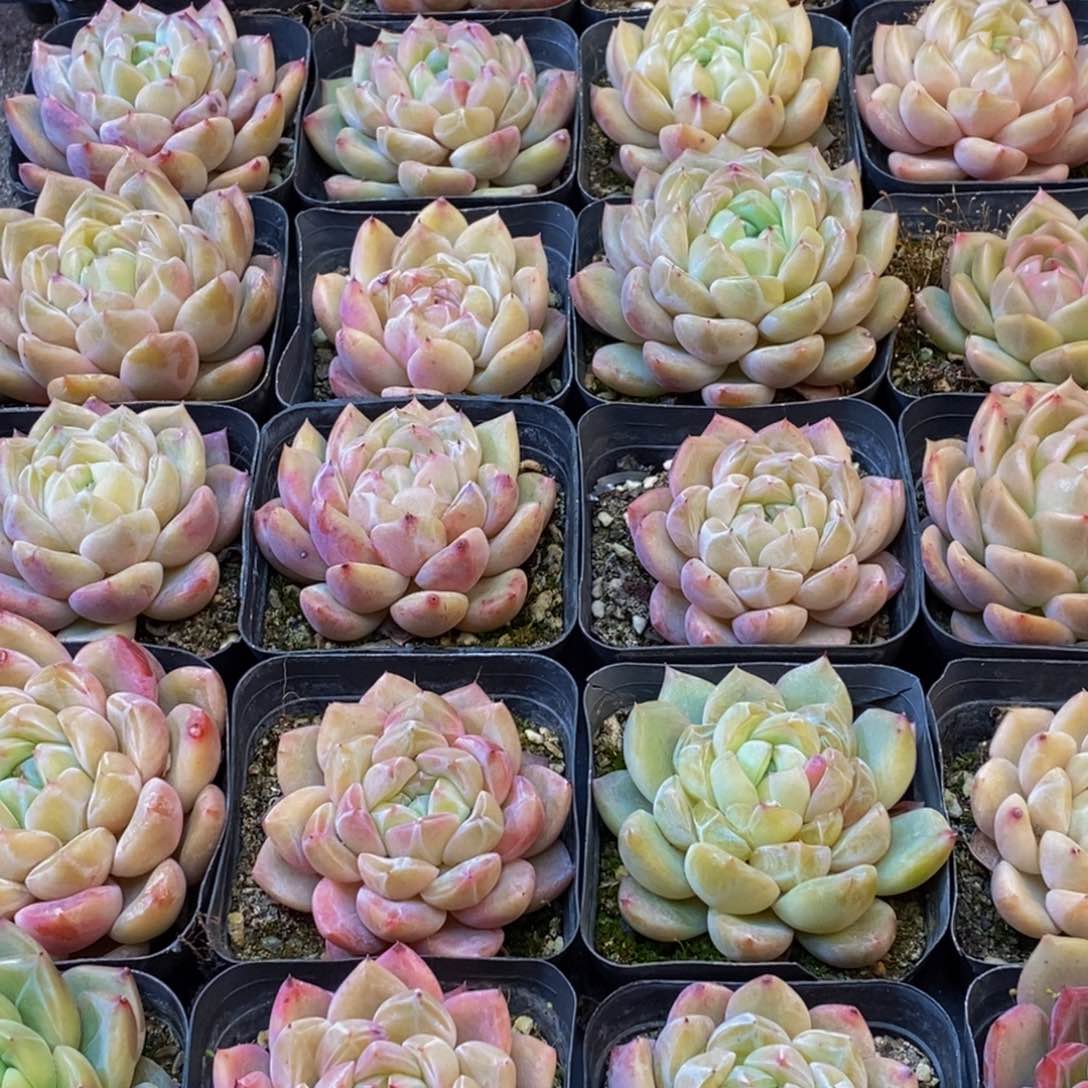 ?389多肉植物保护研究所