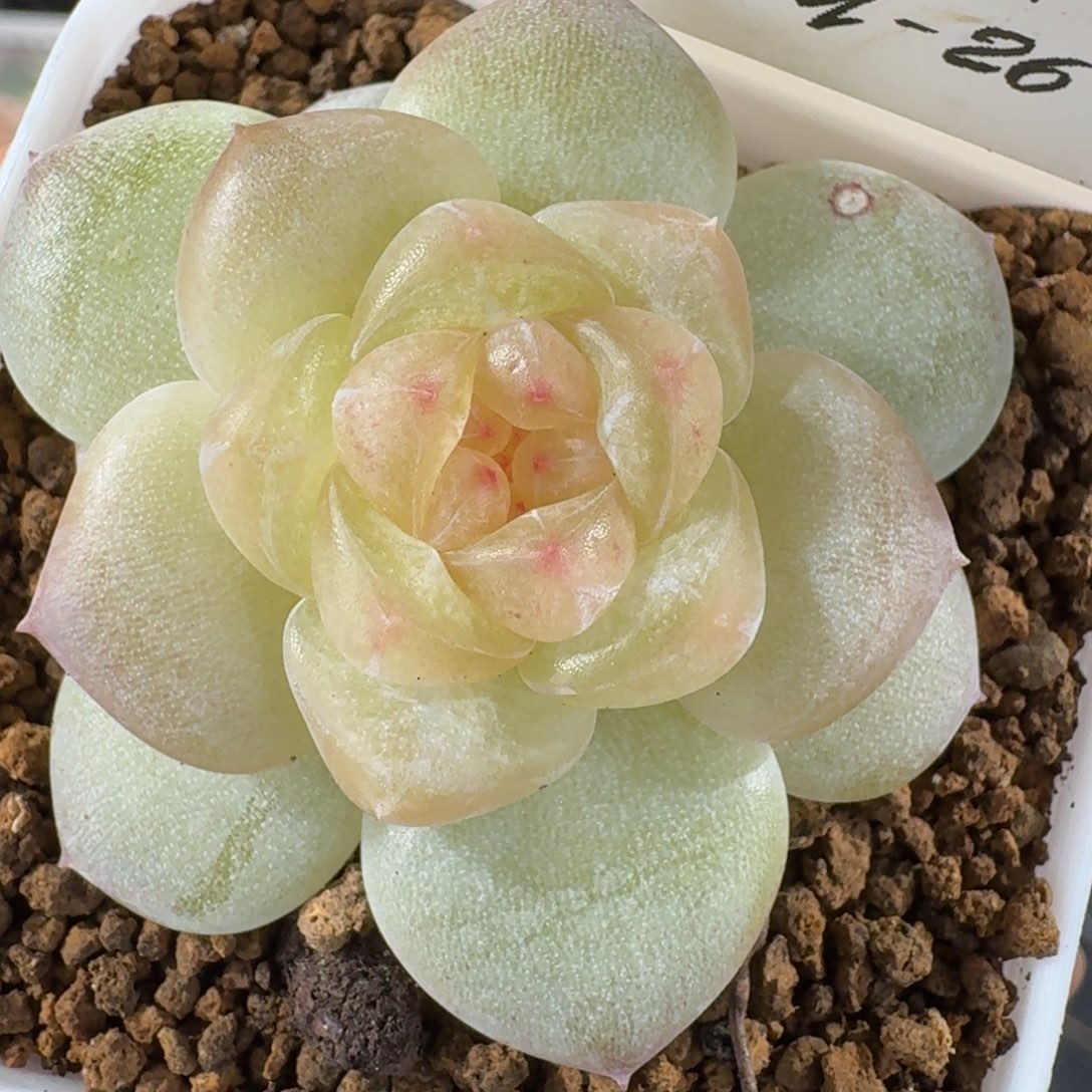 1202-26-七里香单头一颗