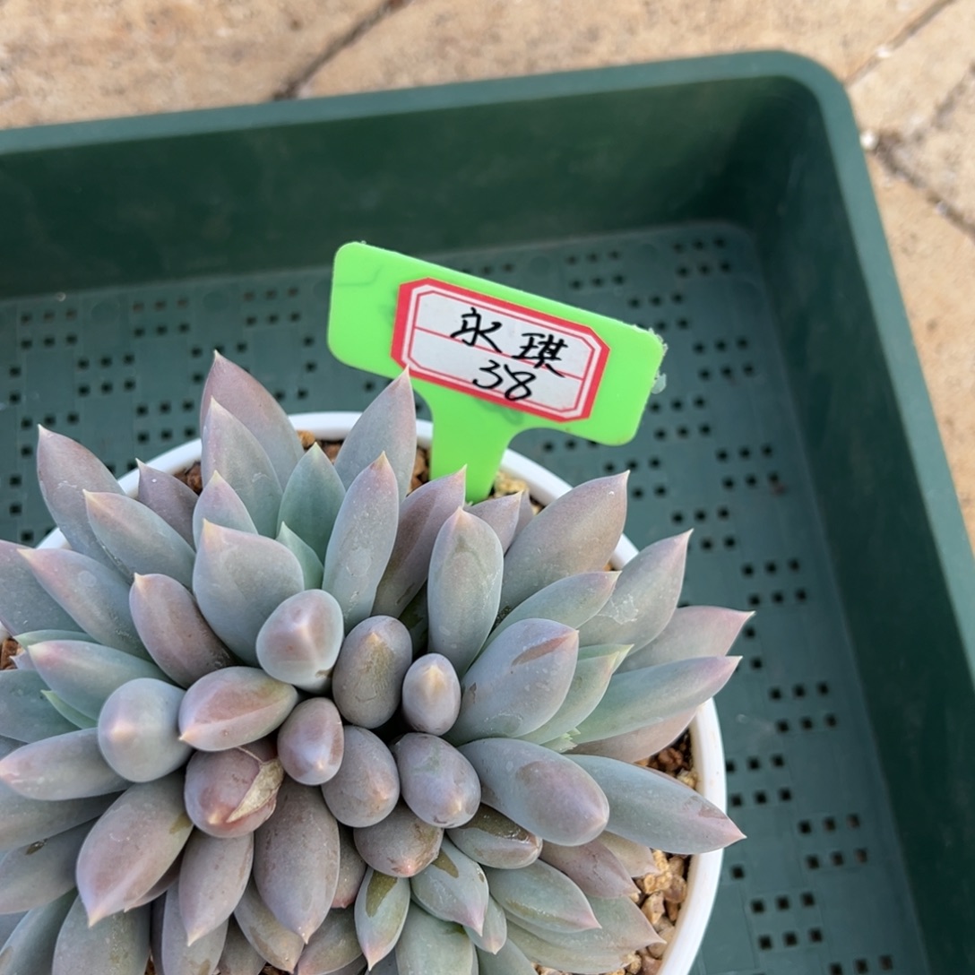 永***琪永琪38。             