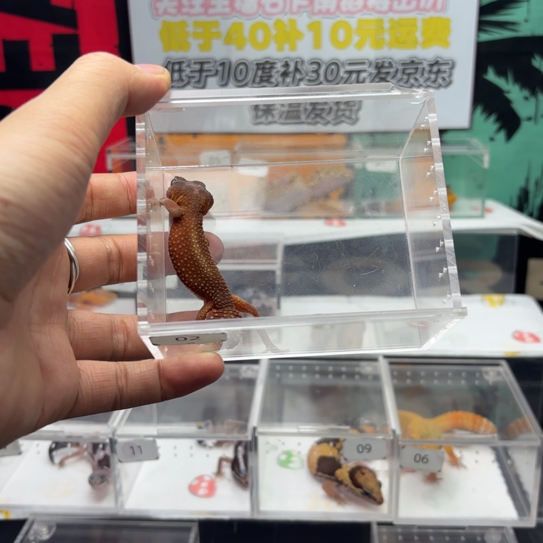 瘤尾守宫无隐白nlp弟弟