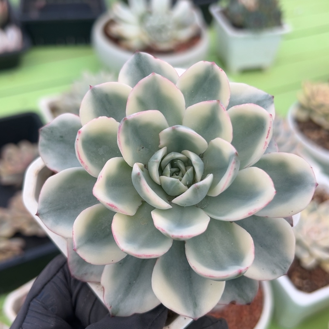 奶油黄桃锦，覆轮锦小老桩