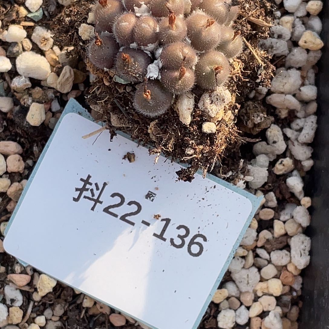 I***u22-136肉锥多肉植物