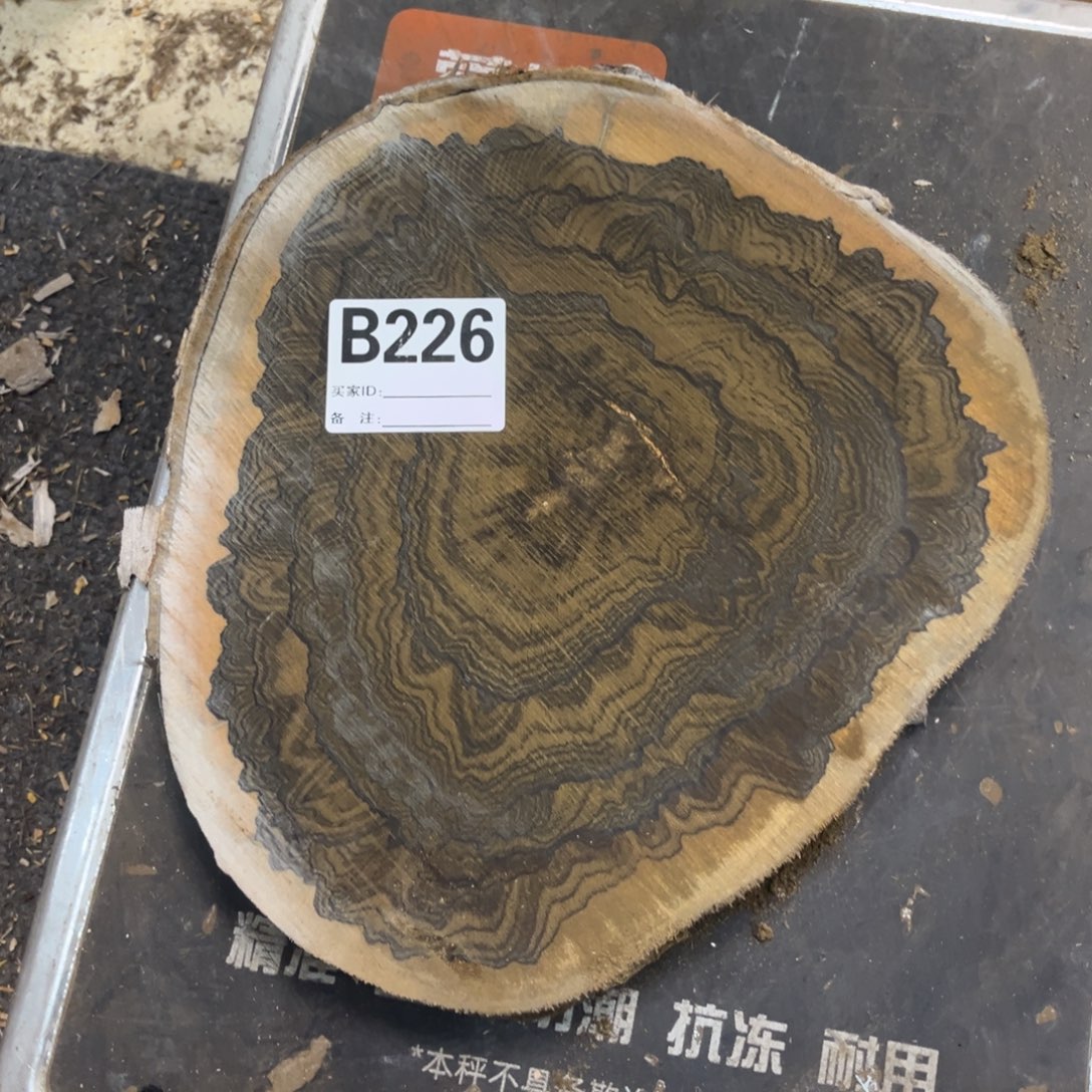闹***6墨西哥黑柿木横切