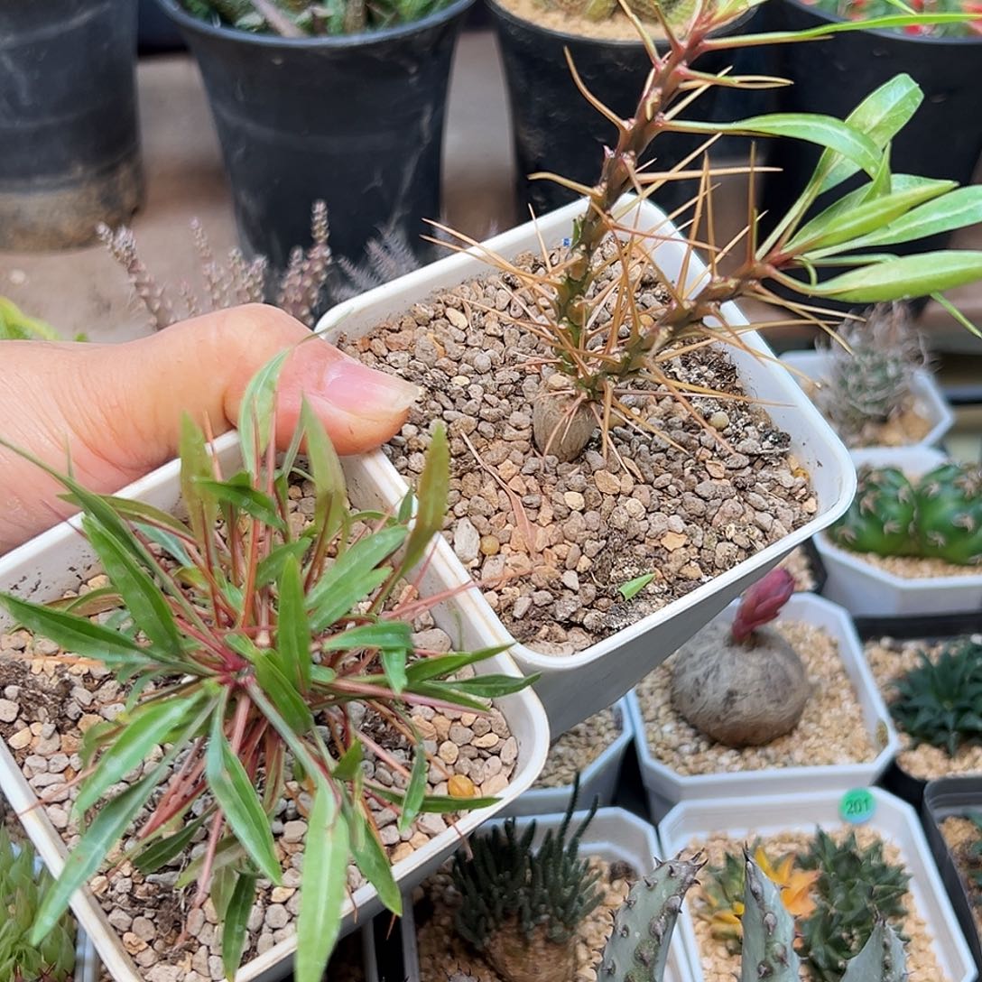 椒***鸡紫富贵实生球2颗      