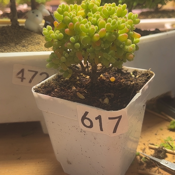 无花朵617金桔糖球