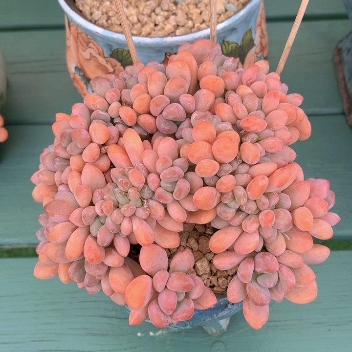 木糖醇自然小树妆无砍