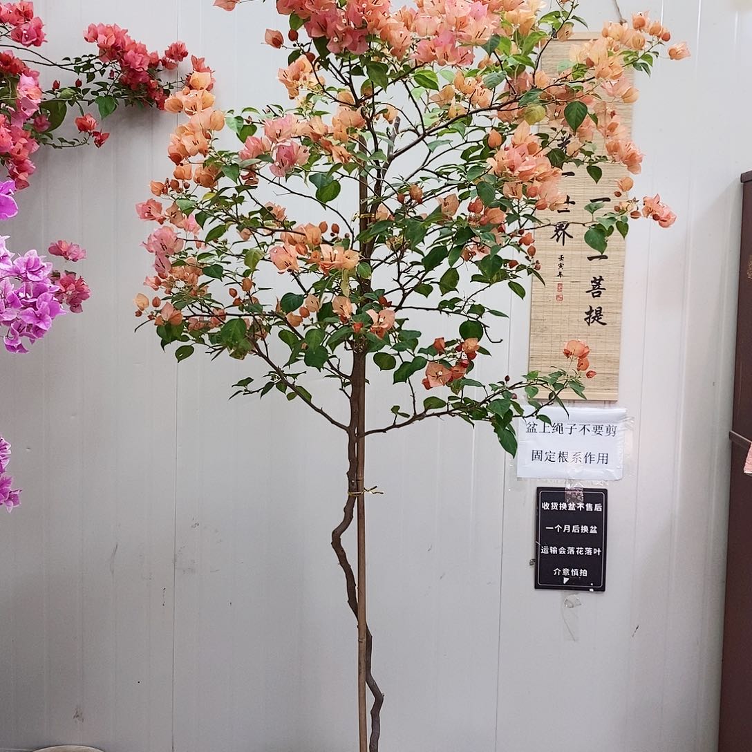 大部分花苞少量开放