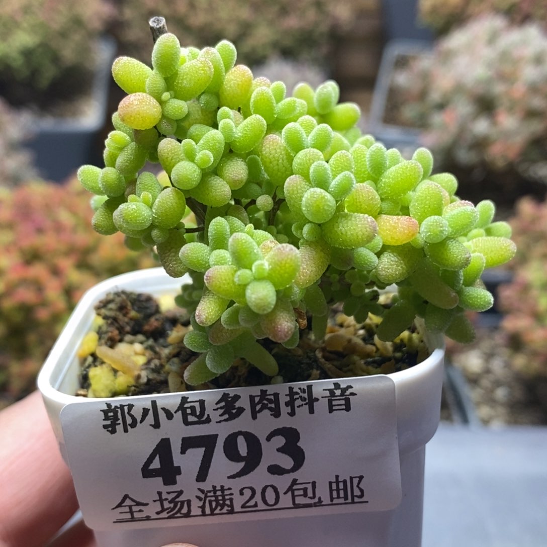 舞**蹈蜜橘糖球4793年后发货