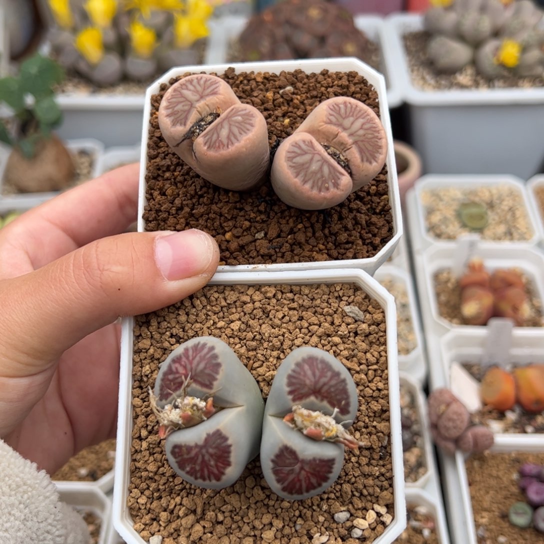 在****0266号菊2颗 多肉植物