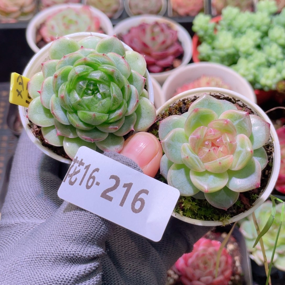 花利美16-216珍妮2颗