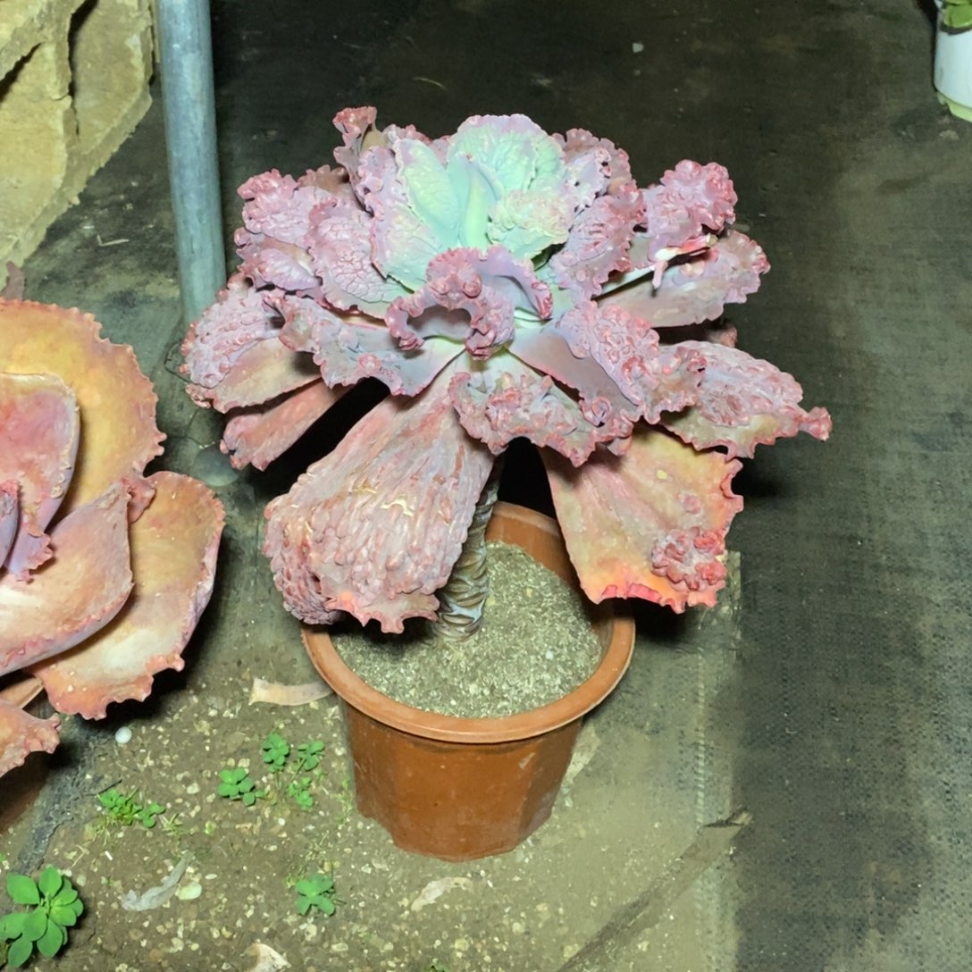 一物一拍一物一拍包菜