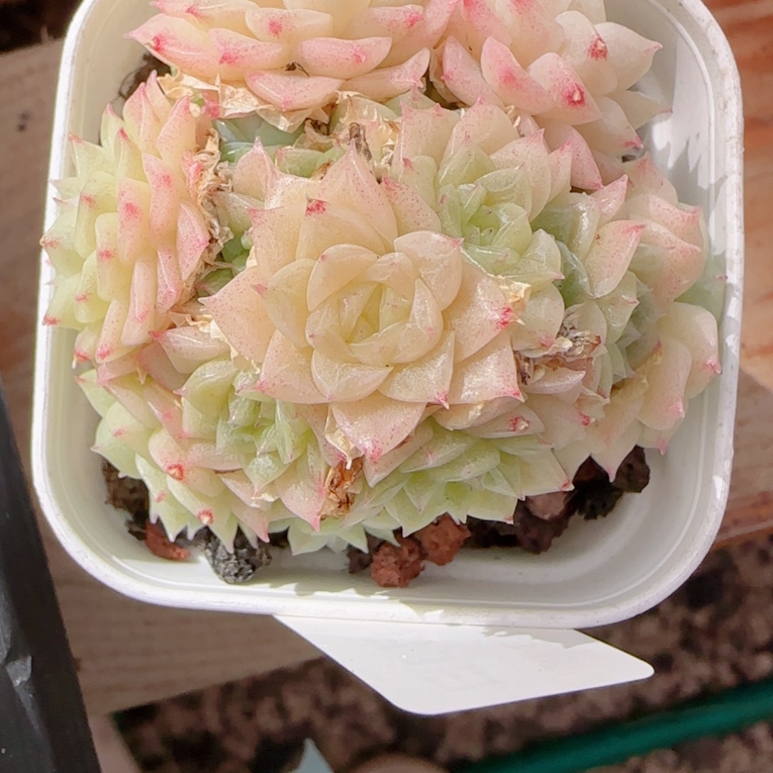 C***花语多肉0103-156散