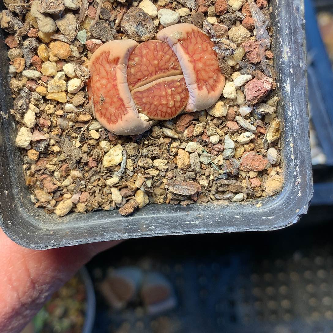 C85多肉植物保护研究所