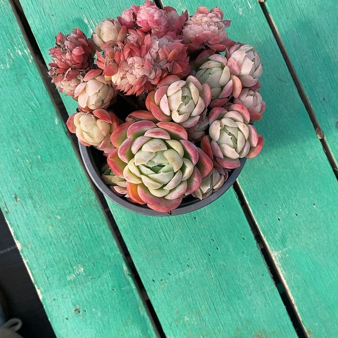 贝瑞缀。满28发货。    