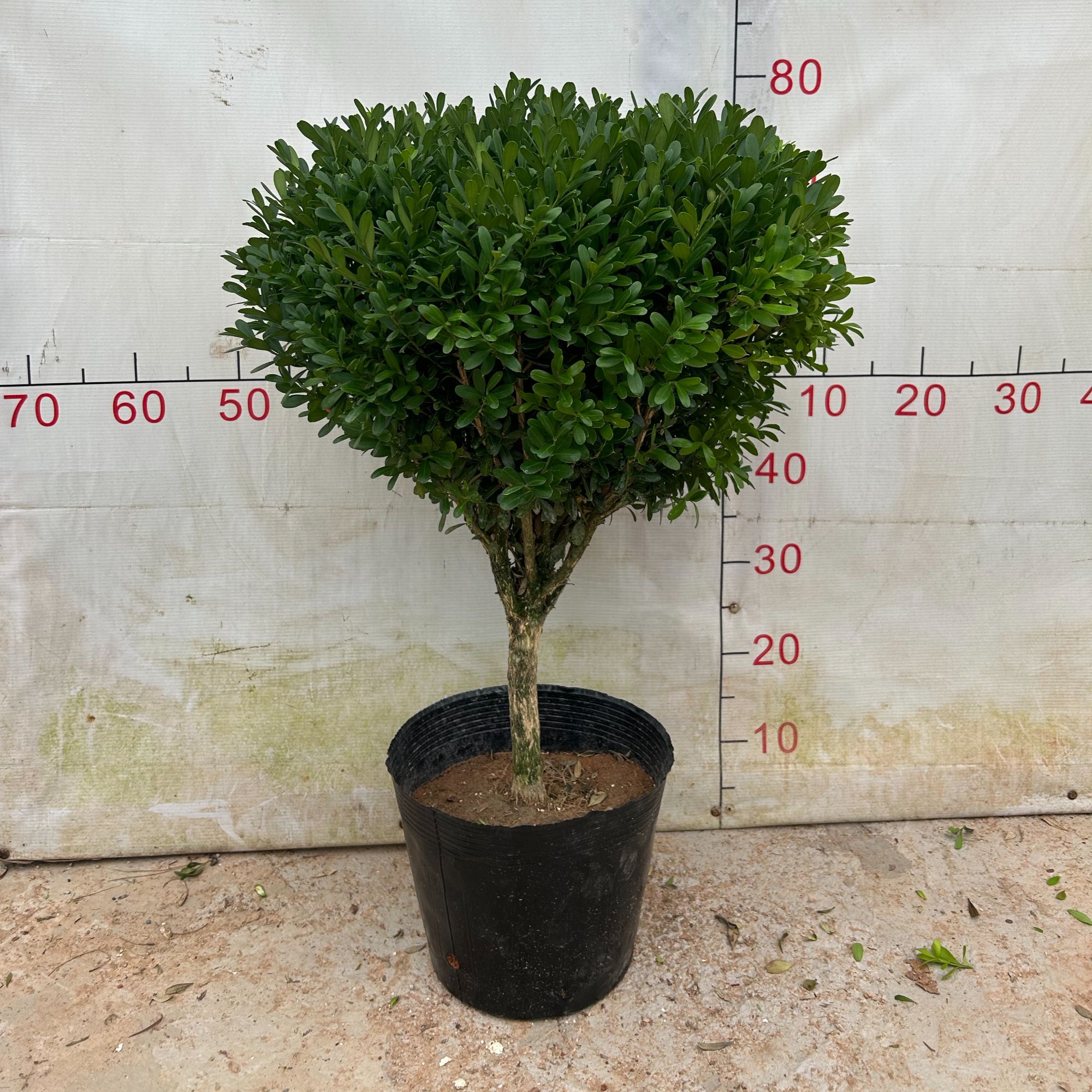 -/君兮福建小叶雀舌黄杨，千年矮万年青，庭院种植耐高温耐低温