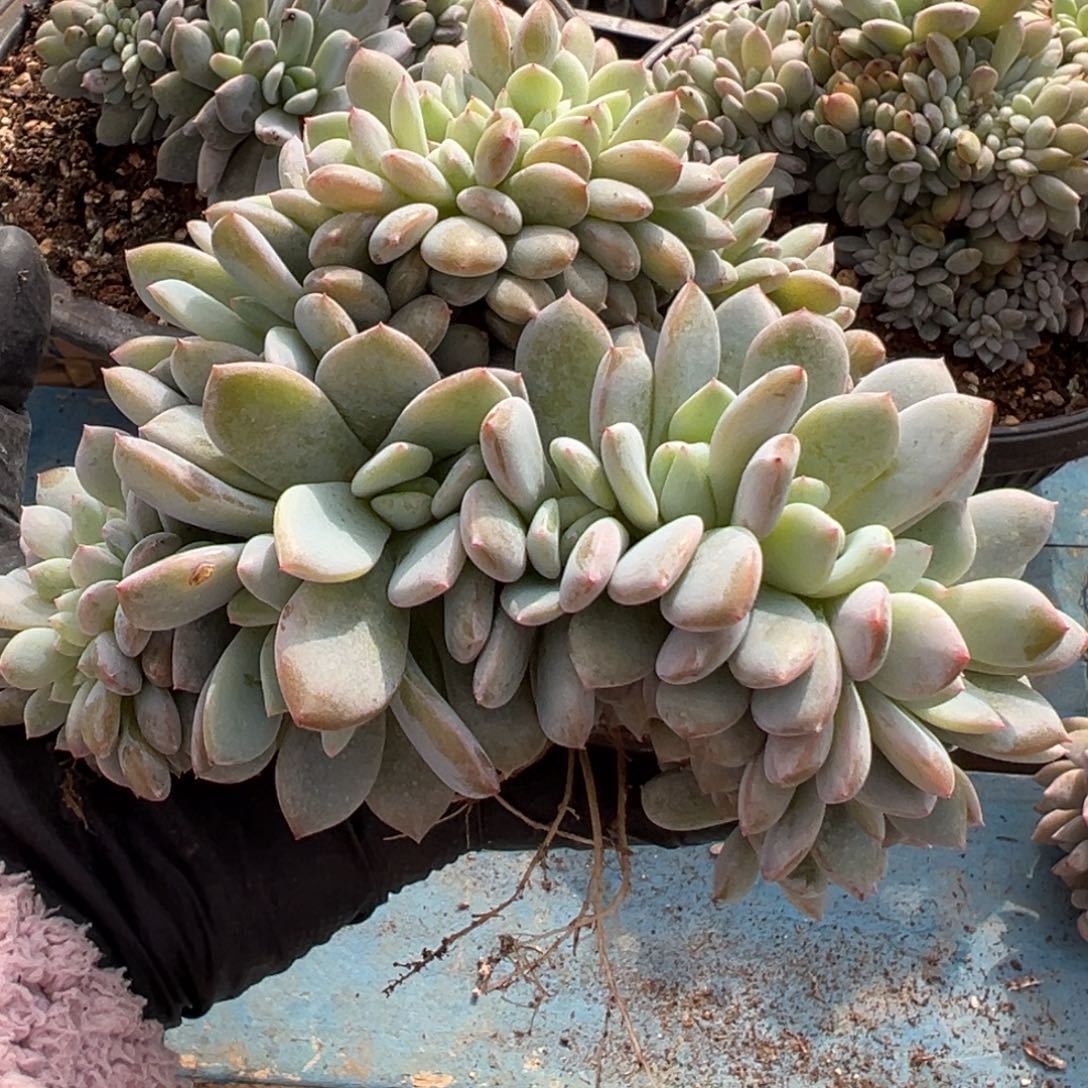 M****星影缀化呀呀呀呀呀呀呀呀