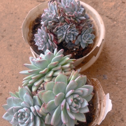 精品多肉粉色回忆两个