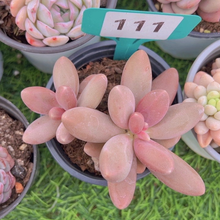 健健康康平平安安