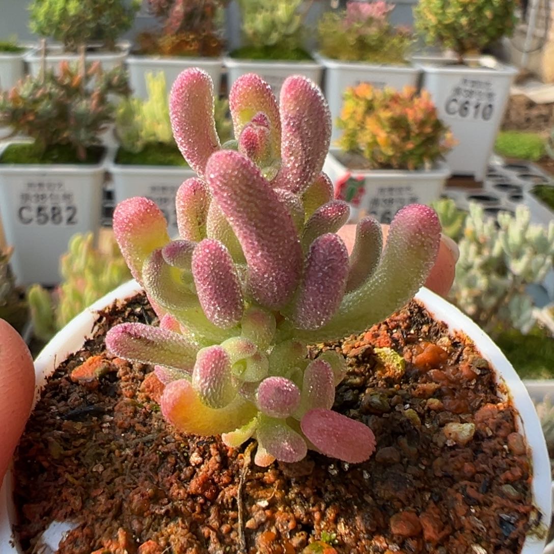 27-679紫闪光带一点拉丝锦五圆盆