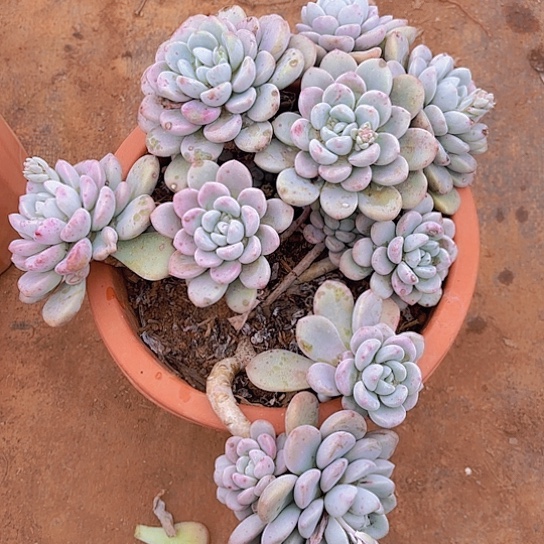 多肉植物。。。。。。。。。。。。。。。。