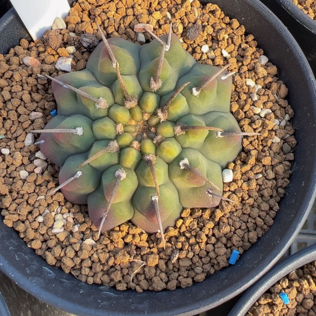 077实生根一本刺多肉植物带盆土