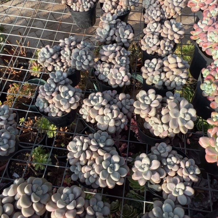 新疆包邮 艾伦群