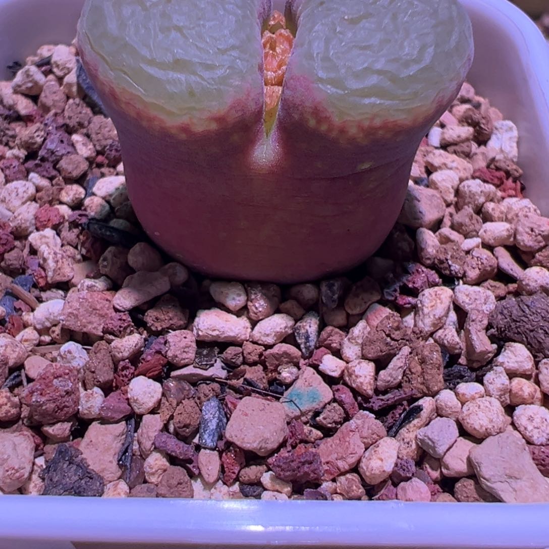 七***七大翻窗，肉锥植物