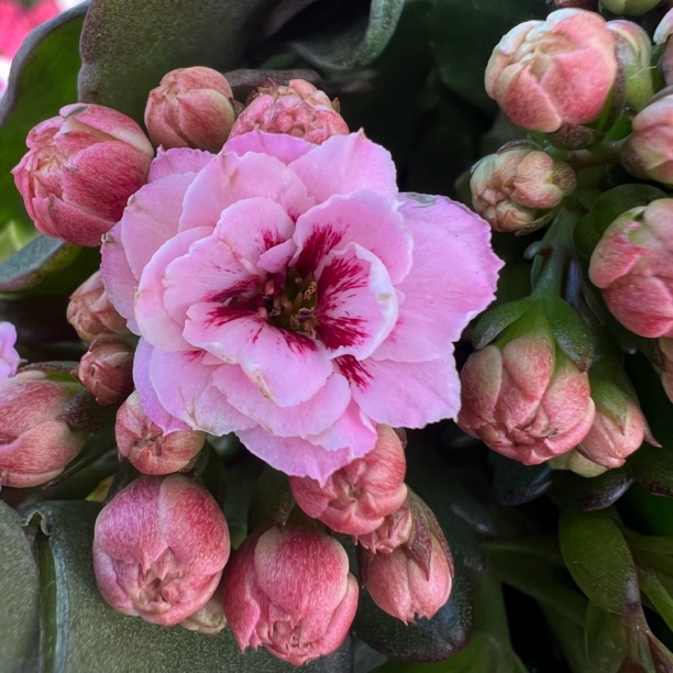 长寿花～【惊鸿】110 矮桩稀有猫眼品种