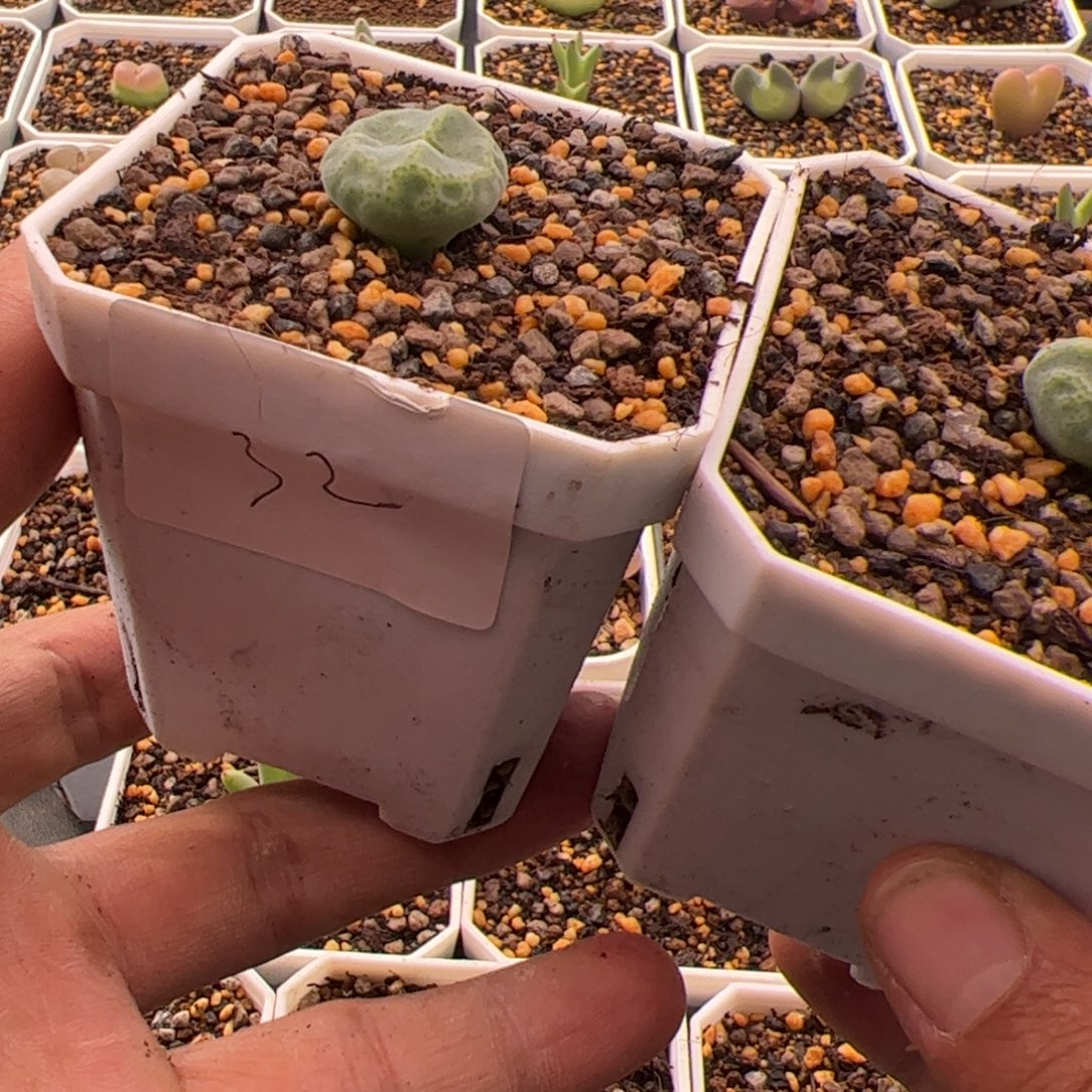 水***冻11.2绿豆糕多肉植物32