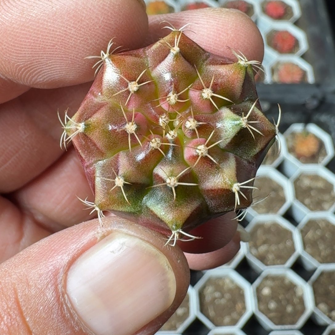 米哈实生自然锦泰国轮回冰球179 微瑕