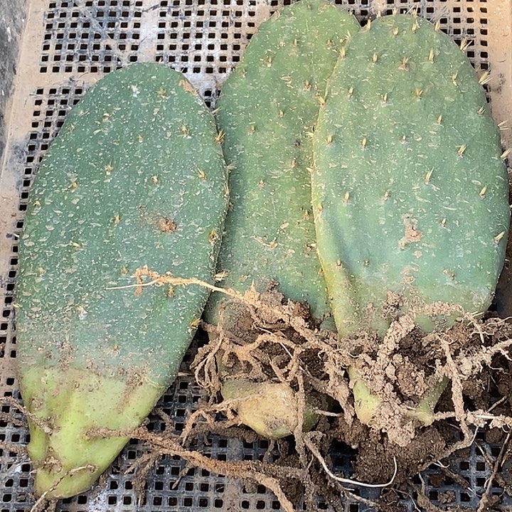 米棒塔3颗20厘米内