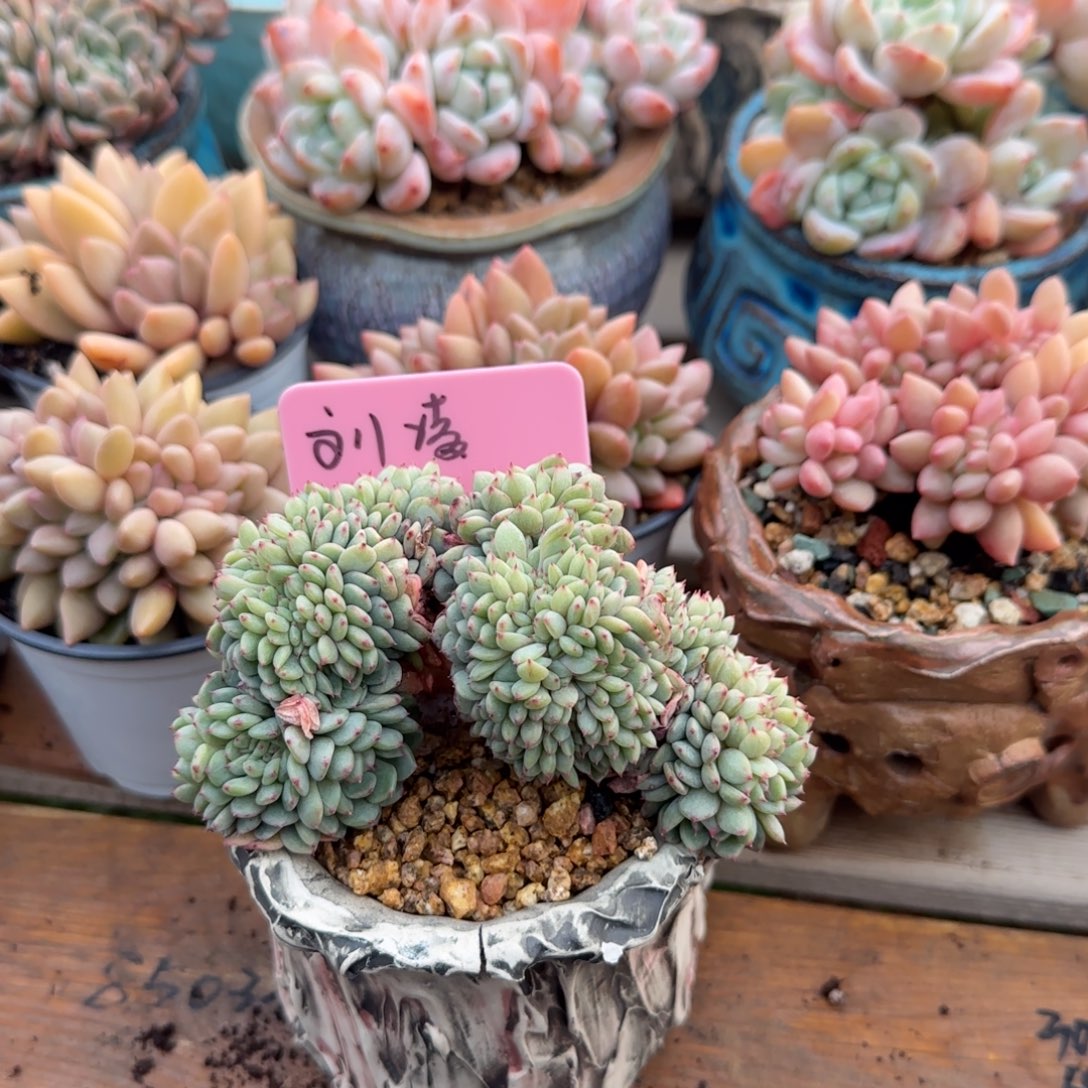 白胖子缀化五十包邮