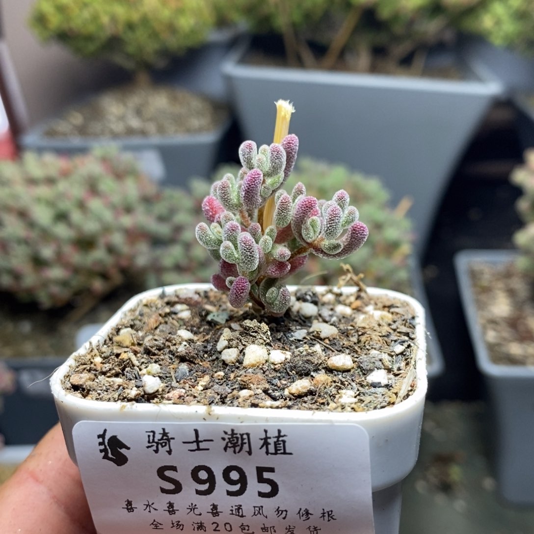 995师生冰晶造型桩