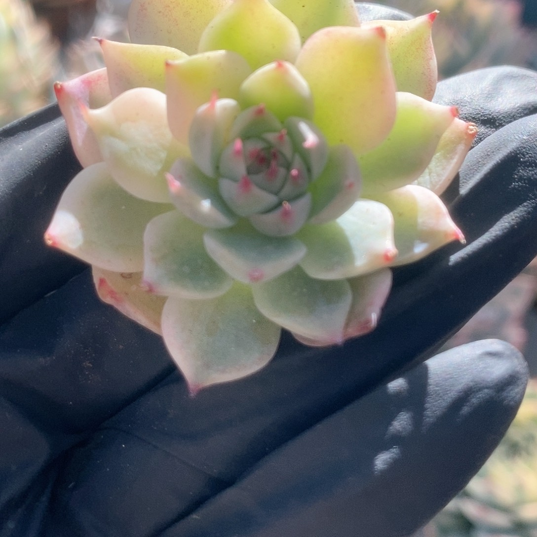 214锦锦锦锦锦锦锦