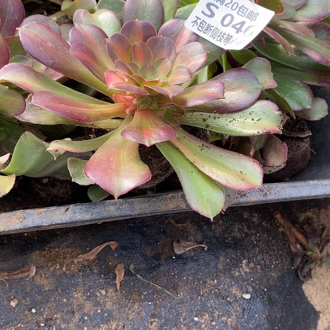 046韶羞七彩多肉