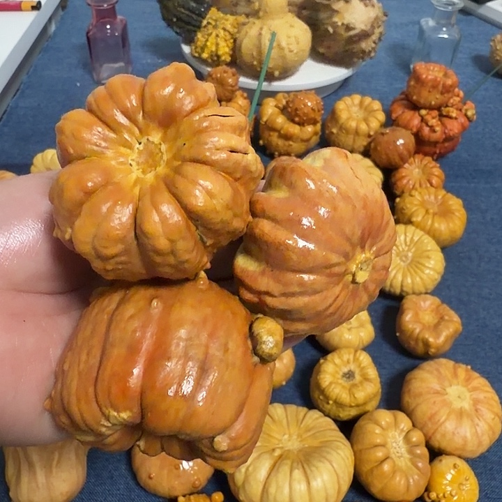 紫***鈺墨西哥七彩疙瘩葫芦瑕疵不退货