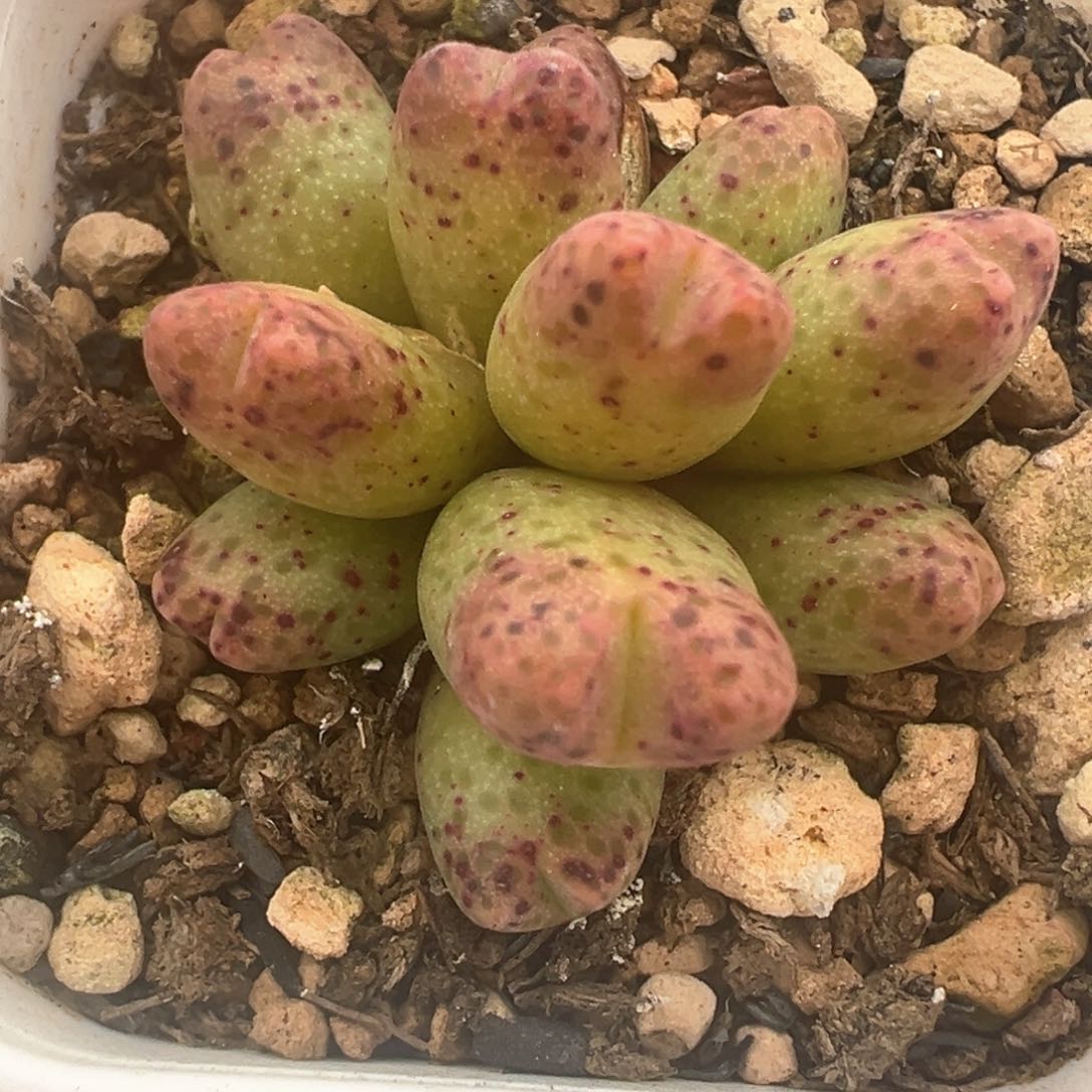 595号草莓斑马开播福利。         