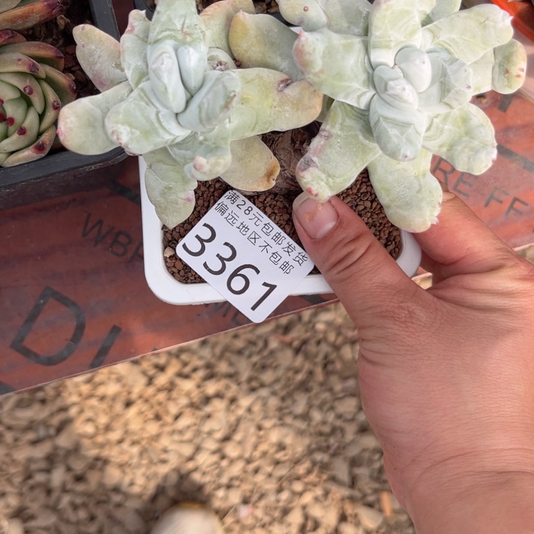 大3361（f g f h h n n