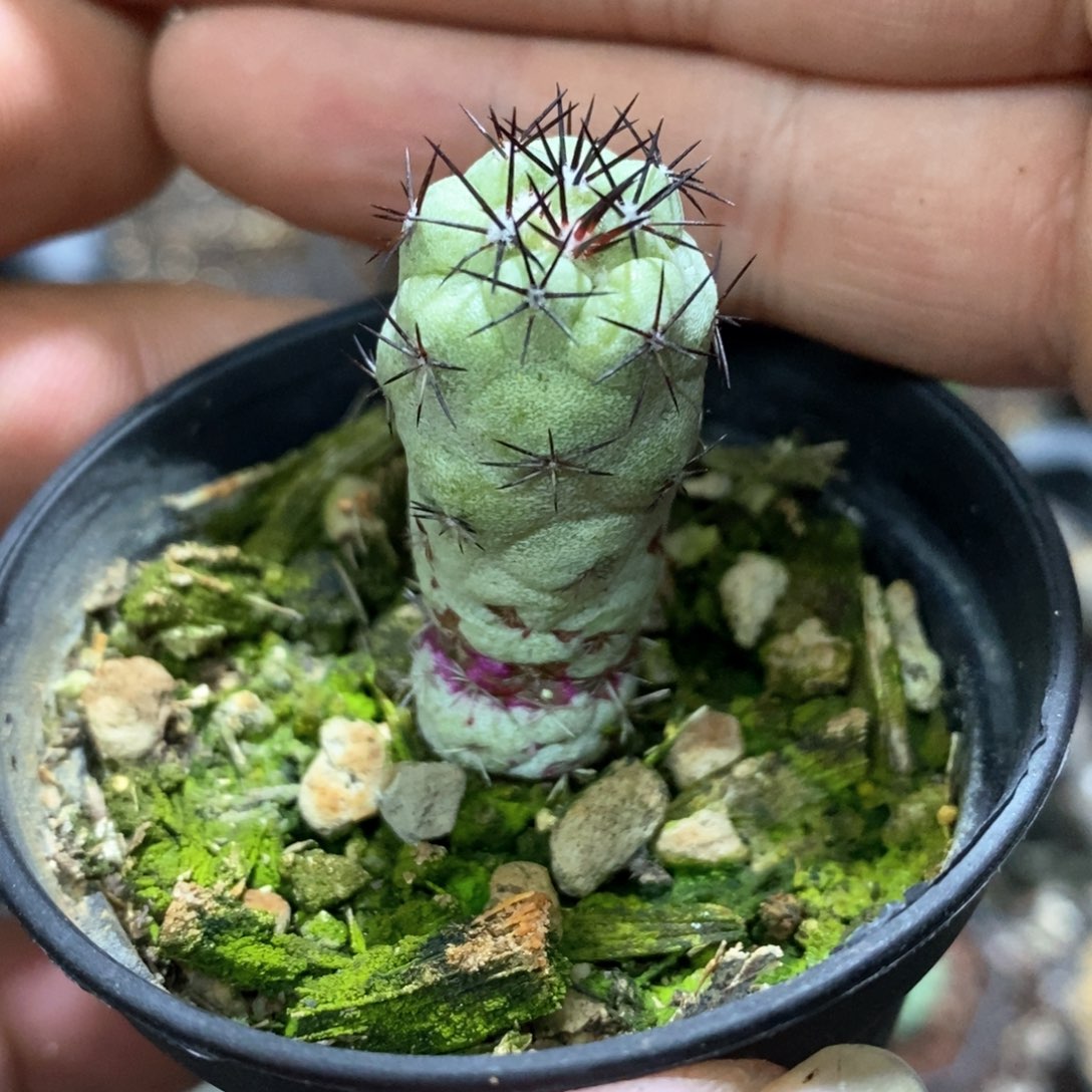 孤品自根帝王丸完美品相福利