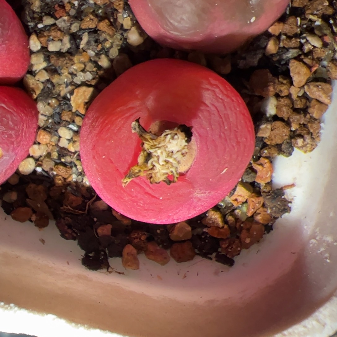 毛多肉植物多肉植物