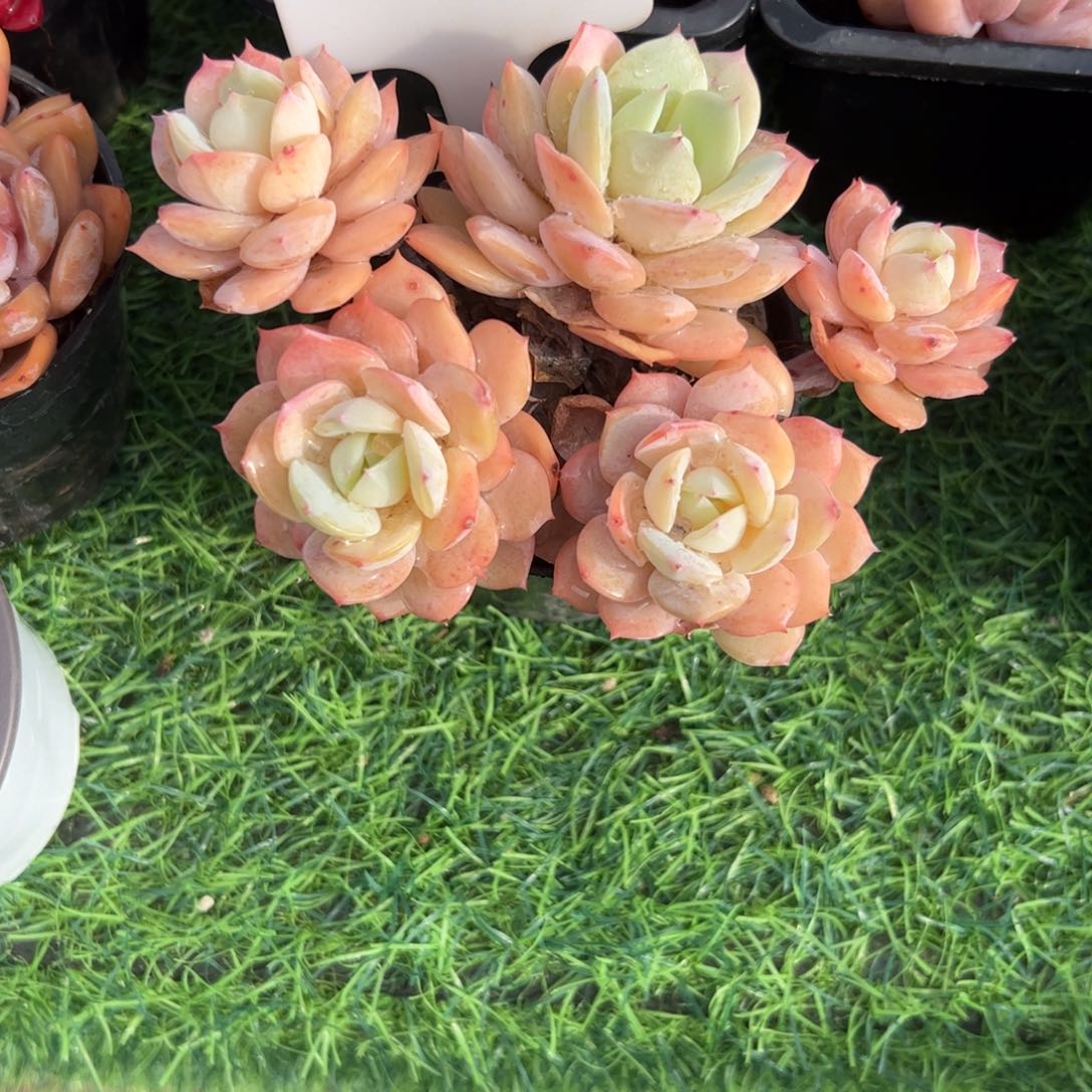 恋曲多肉植物保护研究所