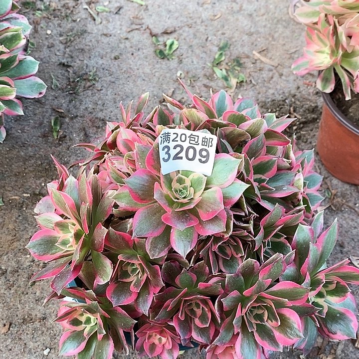 3209 一颗男神法师