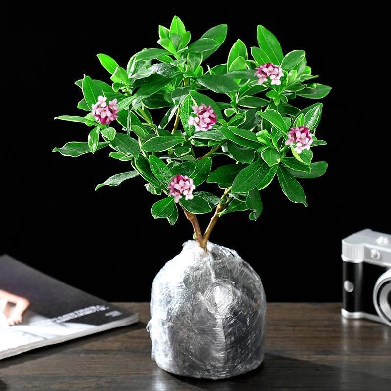 金边瑞香四季常青年宵花浓香型绿植花卉盆栽常绿紫红色传统开花