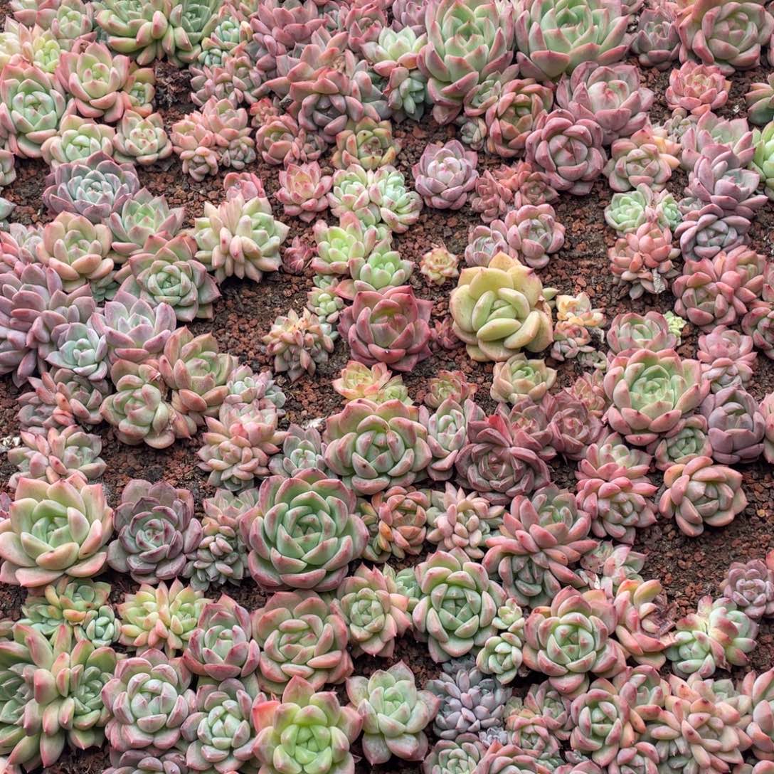 云糖心多肉植物664