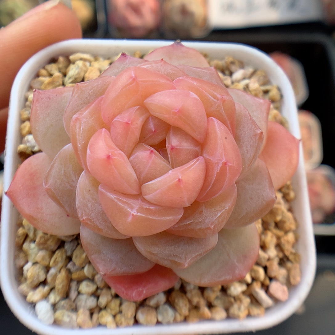 多肉植物。 糖心50