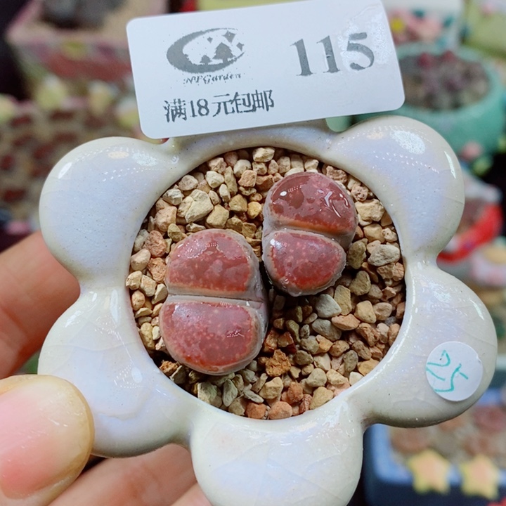 生石花花花花花花115