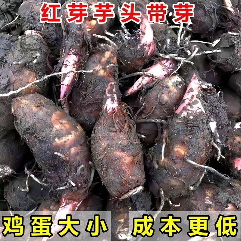 正宗新鲜红芽芋头种子苗旱红芋头种植苗种苗芋头种子香糯小粉芋