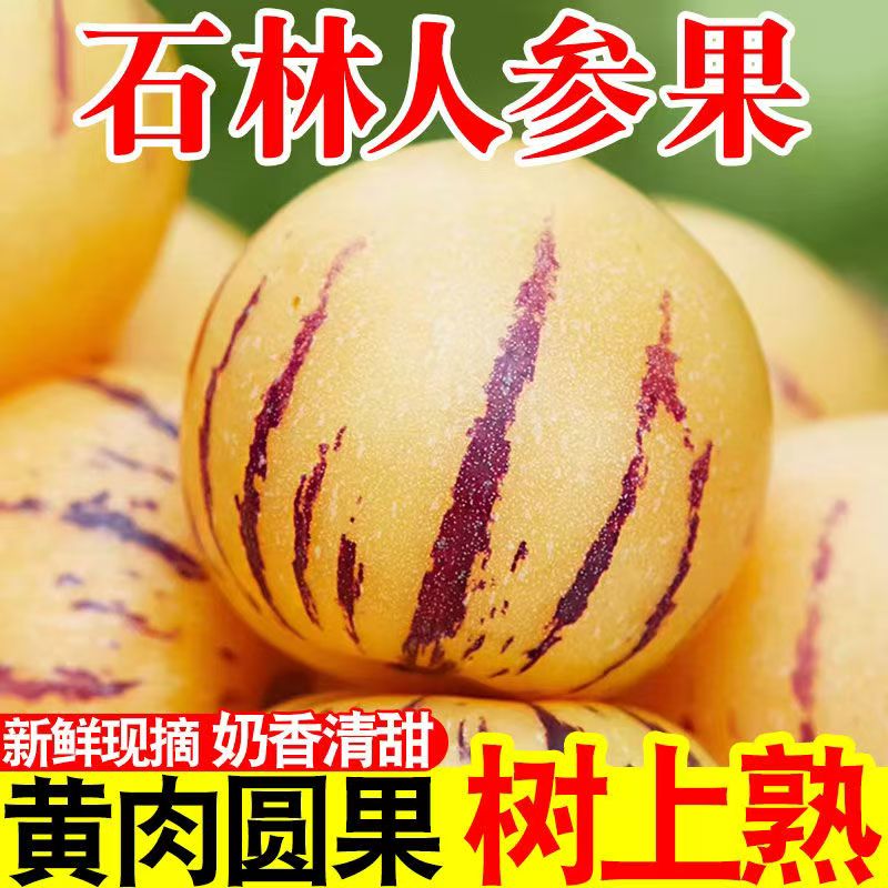 【坏果包赔】云南石林树上熟人参果当季新鲜低糖清甜多汁正宗人生果