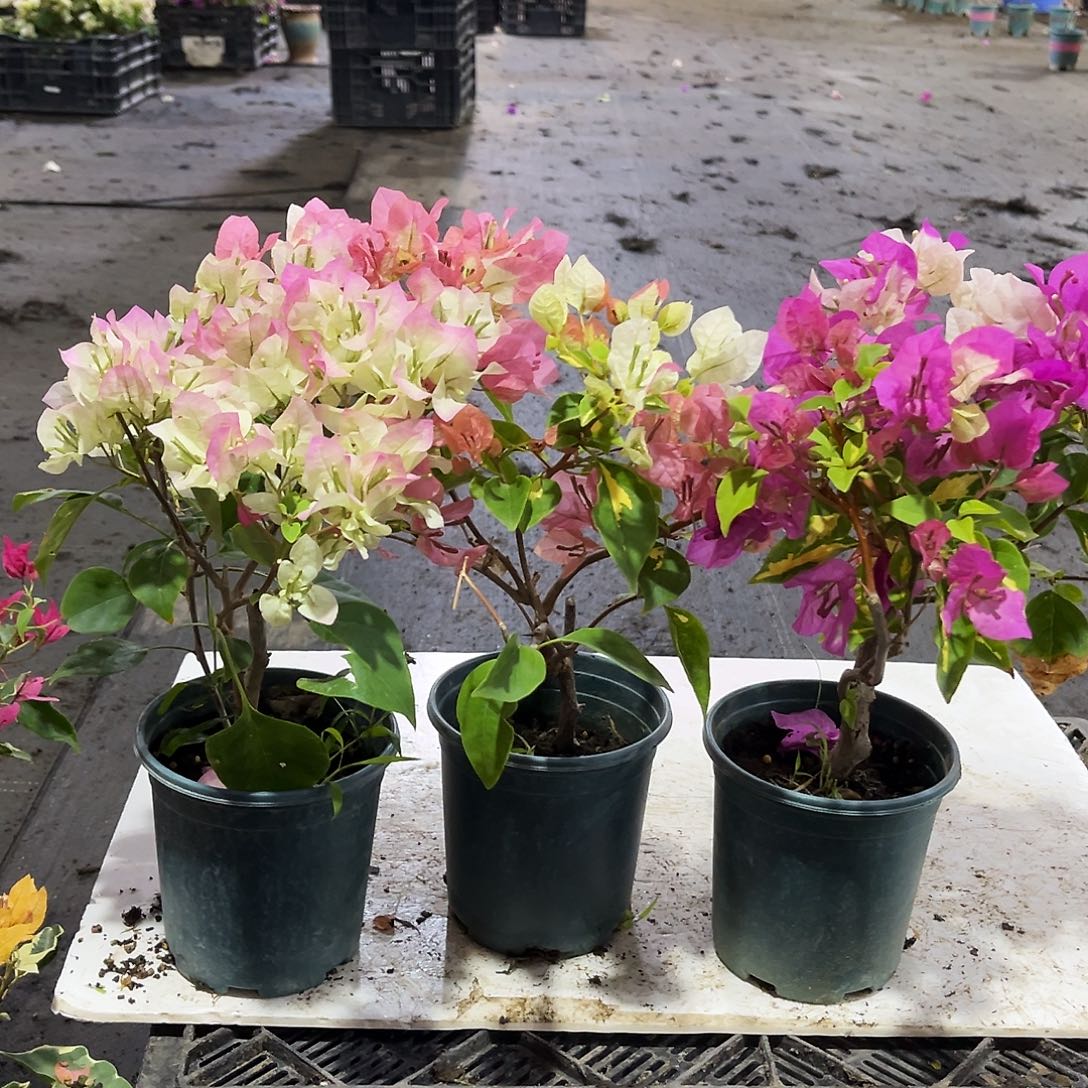 大部分花苞少量开放绿樱，金心橙白，金心双色